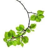 Spring Branch with Fresh Green Leaves  Isolated on White Background-Madlen-Photographic Print
