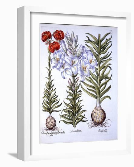 Madonna Lily and Bulb, Red Martagon of Constantinople, from 'Hortus Eystettensis', by Basil Besler-German School-Framed Giclee Print
