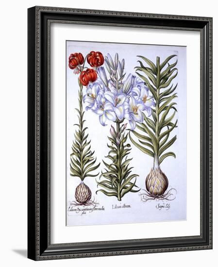 Madonna Lily and Bulb, Red Martagon of Constantinople, from 'Hortus Eystettensis', by Basil Besler-German School-Framed Giclee Print