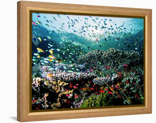 Madreporic Formation at Sipadan Island with Thousands of Little Chromis and Pseudanthias Fishes-Andrea Ferrari-Framed Premier Image Canvas