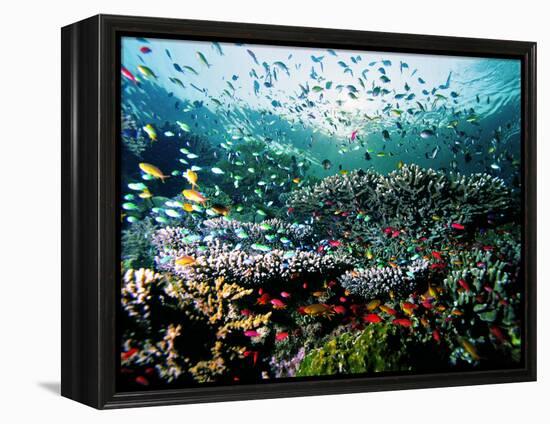 Madreporic Formation at Sipadan Island with Thousands of Little Chromis and Pseudanthias Fishes-Andrea Ferrari-Framed Premier Image Canvas