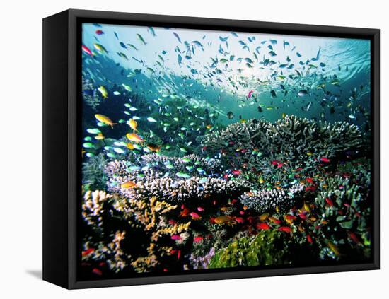 Madreporic Formation at Sipadan Island with Thousands of Little Chromis and Pseudanthias Fishes-Andrea Ferrari-Framed Premier Image Canvas