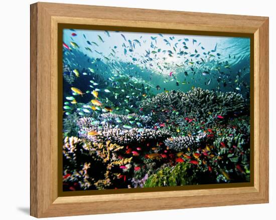 Madreporic Formation at Sipadan Island with Thousands of Little Chromis and Pseudanthias Fishes-Andrea Ferrari-Framed Premier Image Canvas