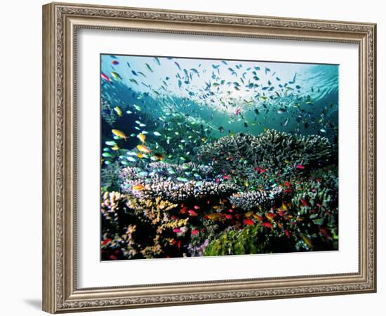 Madreporic Formation at Sipadan Island with Thousands of Little Chromis and Pseudanthias Fishes-Andrea Ferrari-Framed Photographic Print