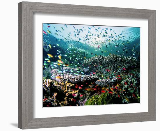 Madreporic Formation at Sipadan Island with Thousands of Little Chromis and Pseudanthias Fishes-Andrea Ferrari-Framed Photographic Print