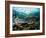 Madreporic Formation at Sipadan Island with Thousands of Little Chromis and Pseudanthias Fishes-Andrea Ferrari-Framed Photographic Print