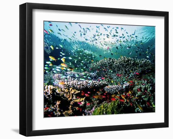 Madreporic Formation at Sipadan Island with Thousands of Little Chromis and Pseudanthias Fishes-Andrea Ferrari-Framed Photographic Print