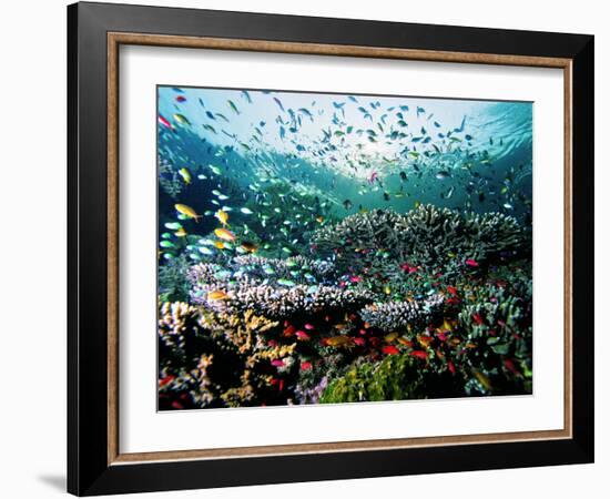 Madreporic Formation at Sipadan Island with Thousands of Little Chromis and Pseudanthias Fishes-Andrea Ferrari-Framed Photographic Print