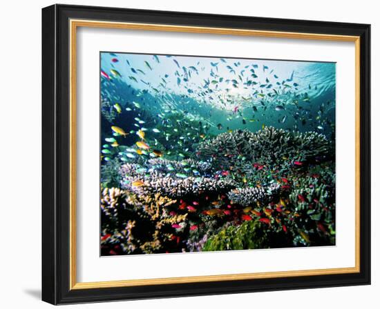 Madreporic Formation at Sipadan Island with Thousands of Little Chromis and Pseudanthias Fishes-Andrea Ferrari-Framed Photographic Print