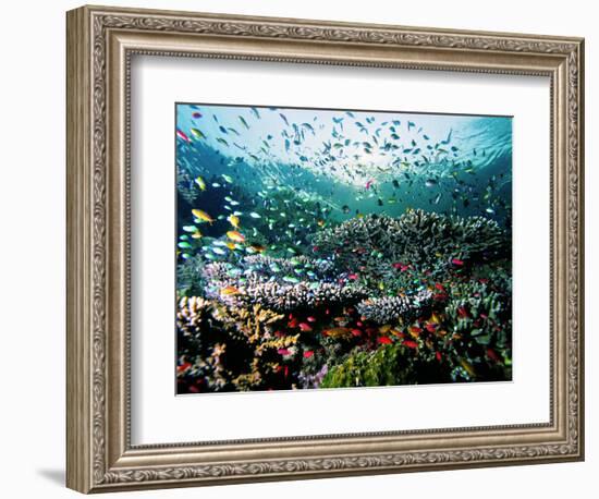 Madreporic Formation at Sipadan Island with Thousands of Little Chromis and Pseudanthias Fishes-Andrea Ferrari-Framed Photographic Print