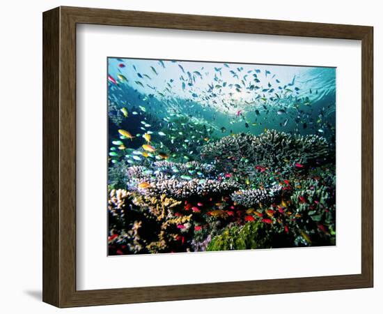 Madreporic Formation at Sipadan Island with Thousands of Little Chromis and Pseudanthias Fishes-Andrea Ferrari-Framed Photographic Print