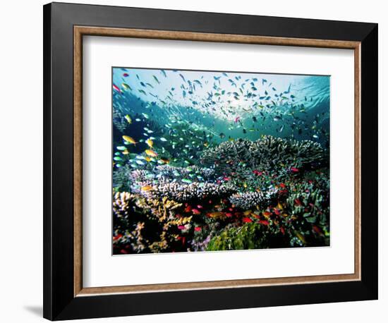 Madreporic Formation at Sipadan Island with Thousands of Little Chromis and Pseudanthias Fishes-Andrea Ferrari-Framed Photographic Print