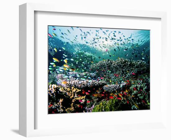 Madreporic Formation at Sipadan Island with Thousands of Little Chromis and Pseudanthias Fishes-Andrea Ferrari-Framed Photographic Print