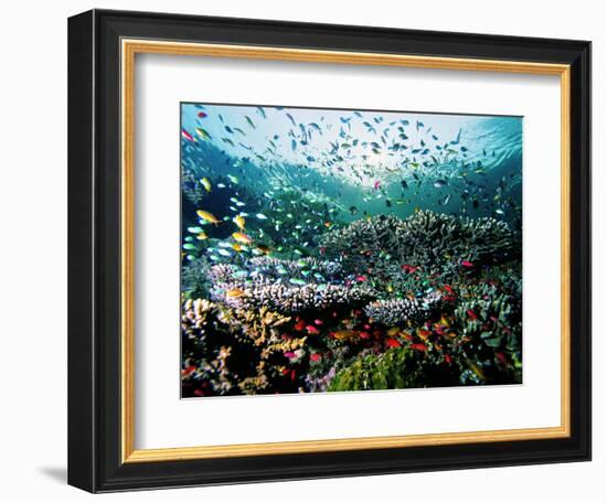 Madreporic Formation at Sipadan Island with Thousands of Little Chromis and Pseudanthias Fishes-Andrea Ferrari-Framed Photographic Print