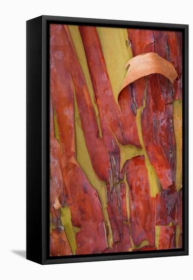 Madrona Bark I-Kathy Mahan-Framed Premier Image Canvas