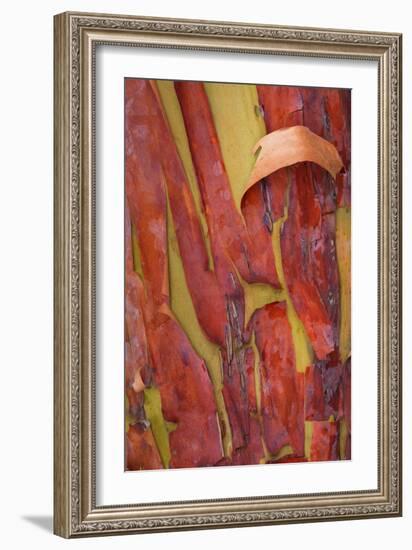 Madrona Bark I-Kathy Mahan-Framed Photographic Print