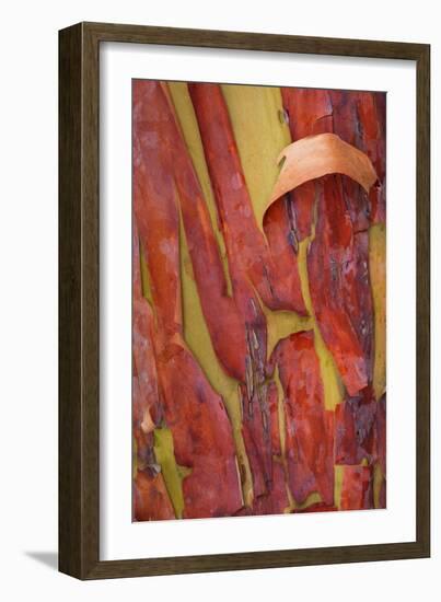 Madrona Bark I-Kathy Mahan-Framed Photographic Print