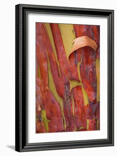 Madrona Bark I-Kathy Mahan-Framed Photographic Print