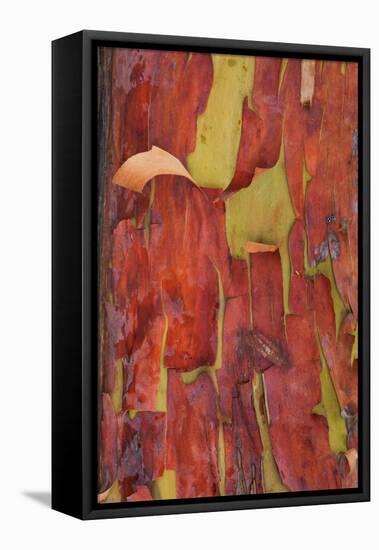 Madrona Bark II-Kathy Mahan-Framed Premier Image Canvas