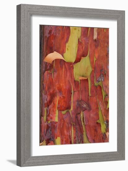 Madrona Bark II-Kathy Mahan-Framed Photographic Print