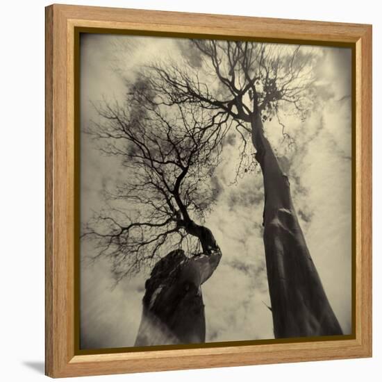 Madrona Trees by Kevin Cruff-Kevin Cruff-Framed Premier Image Canvas