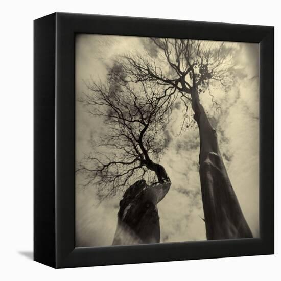 Madrona Trees by Kevin Cruff-Kevin Cruff-Framed Premier Image Canvas