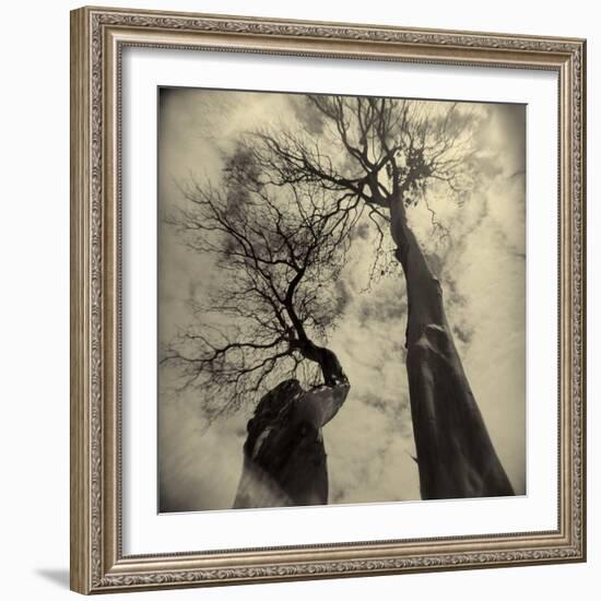 Madrona Trees by Kevin Cruff-Kevin Cruff-Framed Photographic Print