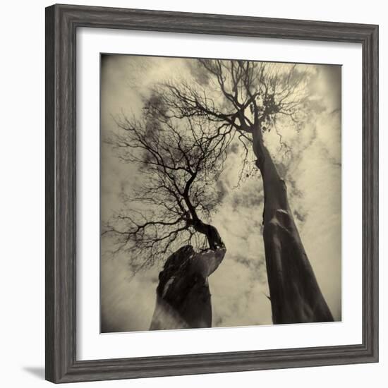 Madrona Trees by Kevin Cruff-Kevin Cruff-Framed Photographic Print