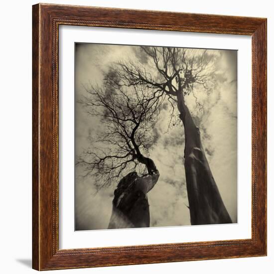 Madrona Trees by Kevin Cruff-Kevin Cruff-Framed Photographic Print