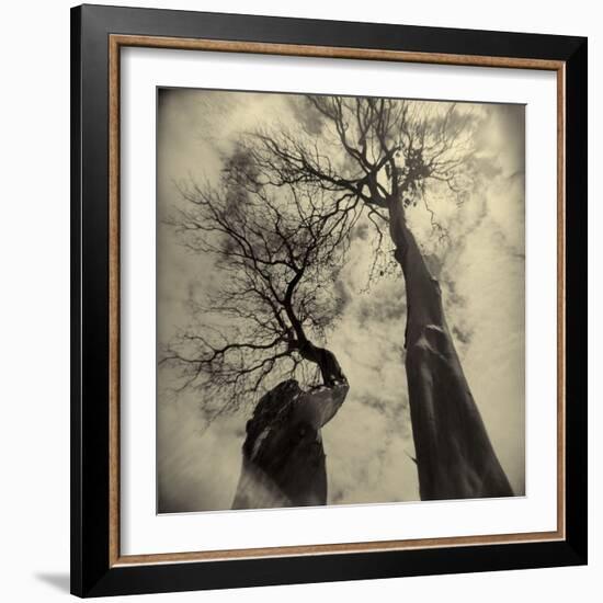 Madrona Trees by Kevin Cruff-Kevin Cruff-Framed Photographic Print