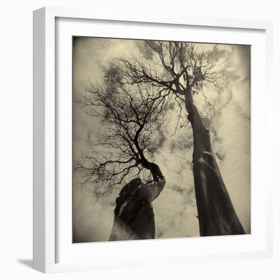 Madrona Trees by Kevin Cruff-Kevin Cruff-Framed Photographic Print