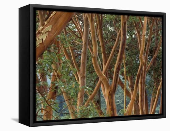 Madrona Trees on the San Juan Islands, Washington, USA-Merrill Images-Framed Premier Image Canvas