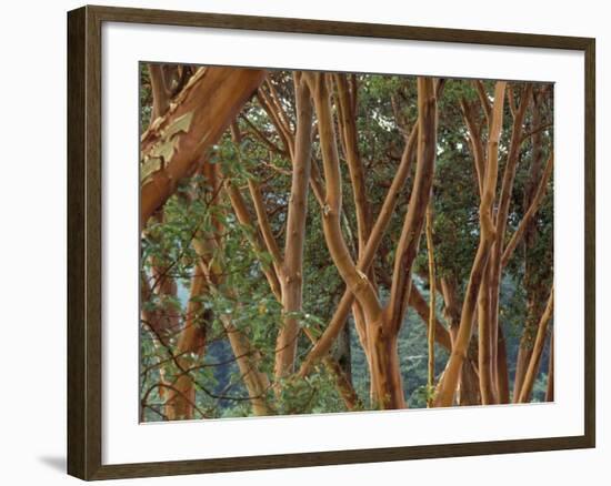 Madrona Trees on the San Juan Islands, Washington, USA-Merrill Images-Framed Photographic Print