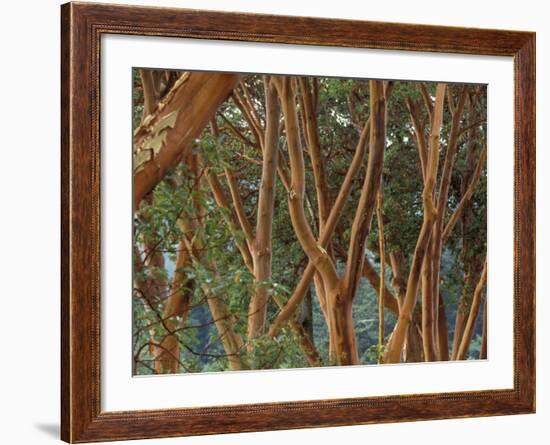 Madrona Trees on the San Juan Islands, Washington, USA-Merrill Images-Framed Photographic Print