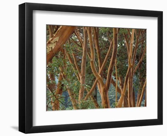 Madrona Trees on the San Juan Islands, Washington, USA-Merrill Images-Framed Photographic Print