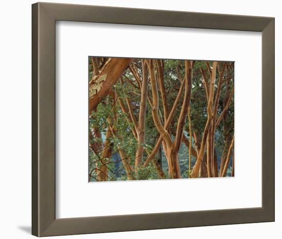 Madrona Trees on the San Juan Islands, Washington, USA-Merrill Images-Framed Photographic Print