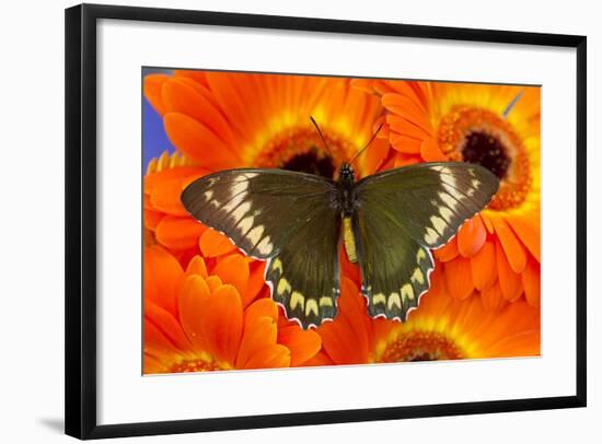 Madyes Swallowtail Butterfly, Battus Madyes Buechi Wings Open-Darrell Gulin-Framed Photographic Print