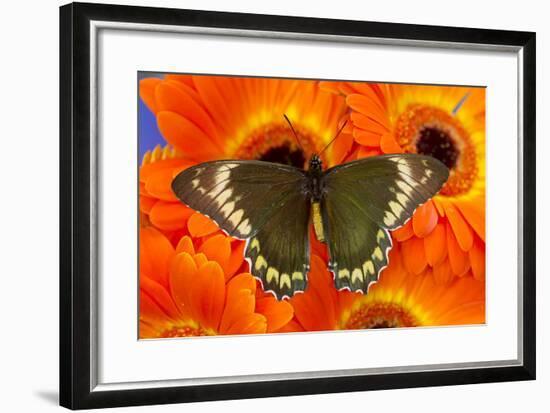 Madyes Swallowtail Butterfly, Battus Madyes Buechi Wings Open-Darrell Gulin-Framed Photographic Print