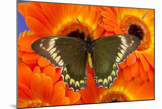 Madyes Swallowtail Butterfly, Battus Madyes Buechi Wings Open-Darrell Gulin-Mounted Photographic Print