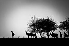 An Image Of Some Deer In The Morning Mist-magann-Art Print