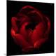 Premium Photographic Print
