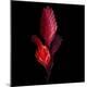 Premium Photographic Print