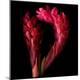 Premium Photographic Print