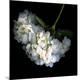 Premium Photographic Print