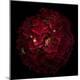 Premium Photographic Print