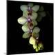 Premium Photographic Print