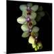 Premium Photographic Print