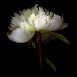 Ranunculus White-Magda Indigo-Photographic Print