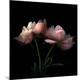 Premium Photographic Print