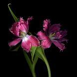 Pink Tulips 2-Magda Indigo-Photographic Print